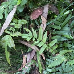 Blechnum wattsii at Cotter River, ACT - 26 Feb 2023 03:23 PM