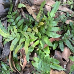 Blechnum wattsii at Cotter River, ACT - 26 Feb 2023 03:23 PM