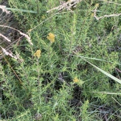 Cassinia monticola at Cotter River, ACT - 26 Feb 2023