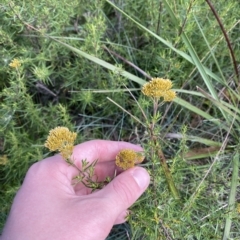 Cassinia monticola at Cotter River, ACT - 26 Feb 2023