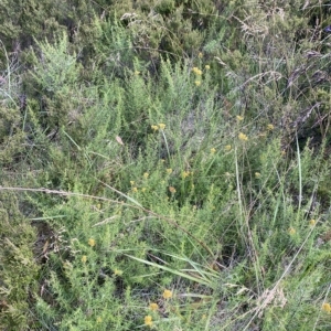 Cassinia monticola at Cotter River, ACT - 26 Feb 2023