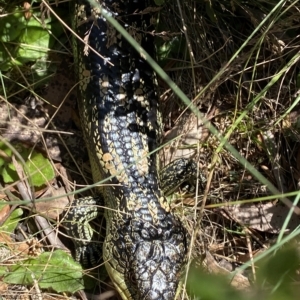 Tiliqua nigrolutea at Cotter River, ACT - 26 Feb 2023 02:03 PM