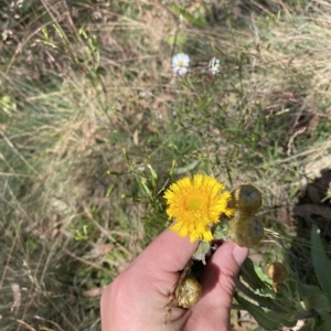 Podolepis robusta at Cotter River, ACT - 26 Feb 2023