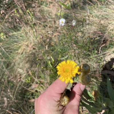 Podolepis robusta (Alpine Podolepis) at Cotter River, ACT - 26 Feb 2023 by Tapirlord