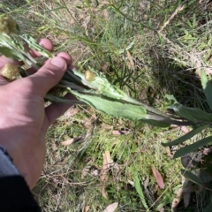 Podolepis robusta at Cotter River, ACT - 26 Feb 2023