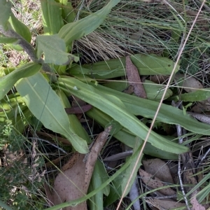 Podolepis robusta at Cotter River, ACT - 26 Feb 2023