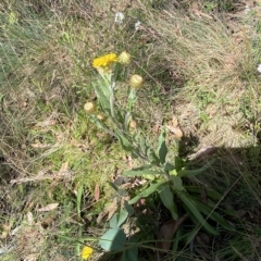 Podolepis robusta at Cotter River, ACT - 26 Feb 2023