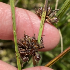 Juncus falcatus at Cotter River, ACT - 26 Feb 2023 01:28 PM