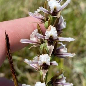 Paraprasophyllum alpestre at Cotter River, ACT - 26 Feb 2023