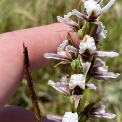 Paraprasophyllum alpestre at Cotter River, ACT - 26 Feb 2023