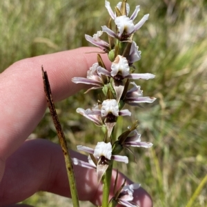 Paraprasophyllum alpestre at Cotter River, ACT - 26 Feb 2023