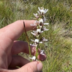 Paraprasophyllum alpestre at Cotter River, ACT - 26 Feb 2023