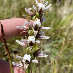 Paraprasophyllum alpestre at Cotter River, ACT - 26 Feb 2023