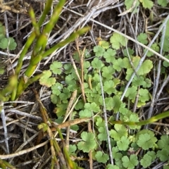 Hydrocotyle algida (Mountain Pennywort) at Cotter River, ACT - 26 Feb 2023 by Tapirlord