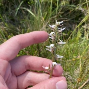 Paraprasophyllum alpestre at Cotter River, ACT - suppressed