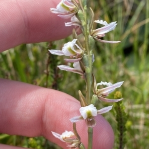 Paraprasophyllum alpestre at Cotter River, ACT - suppressed