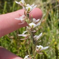 Paraprasophyllum alpestre at Cotter River, ACT - suppressed