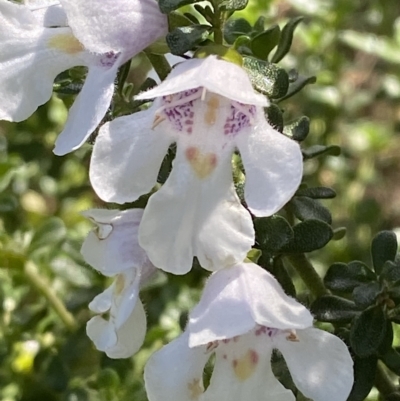 Prostanthera cuneata (Alpine Mint Bush) at Cotter River, ACT - 26 Feb 2023 by Tapirlord