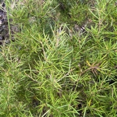 Grevillea australis (Alpine Grevillea) at Cotter River, ACT - 26 Feb 2023 by Tapirlord