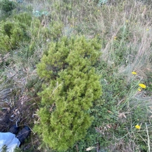 Grevillea australis at Cotter River, ACT - 26 Feb 2023