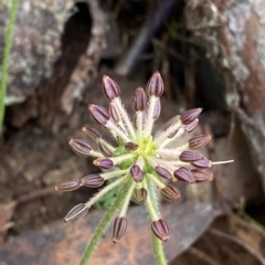 Oreomyrrhis ciliata (Bog Carraway) at Cotter River, ACT - 26 Feb 2023 by Tapirlord