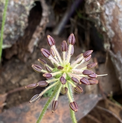 Oreomyrrhis ciliata (Bog Carraway) at Cotter River, ACT - 26 Feb 2023 by Tapirlord