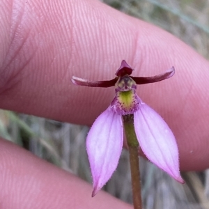 Eriochilus magenteus at Cotter River, ACT - 26 Feb 2023