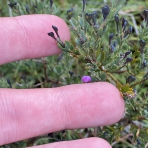 Comesperma retusum at Cotter River, ACT - 26 Feb 2023 12:20 PM