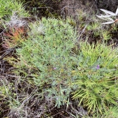 Comesperma retusum at Cotter River, ACT - 26 Feb 2023