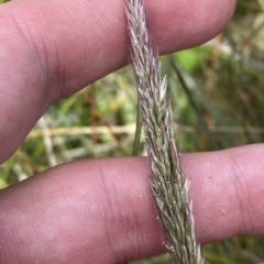 Deyeuxia sp. (A Bent Grass) at Cotter River, ACT - 26 Feb 2023 by Tapirlord