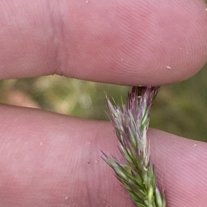 Deyeuxia sp. at Cotter River, ACT - 26 Feb 2023 12:17 PM