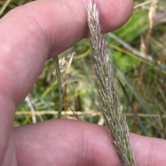 Deyeuxia sp. at Cotter River, ACT - 26 Feb 2023 12:17 PM