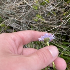 Brachyscome scapigera (Tufted Daisy) at Namadgi National Park - 26 Feb 2023 by Tapirlord