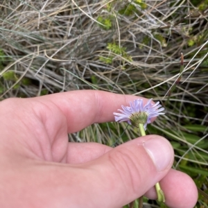 Brachyscome scapigera at Cotter River, ACT - 26 Feb 2023