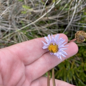 Brachyscome scapigera at Cotter River, ACT - 26 Feb 2023