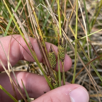 Carex gaudichaudiana (Fen Sedge) at Namadgi National Park - 26 Feb 2023 by Tapirlord