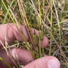 Carex gaudichaudiana at Cotter River, ACT - 26 Feb 2023