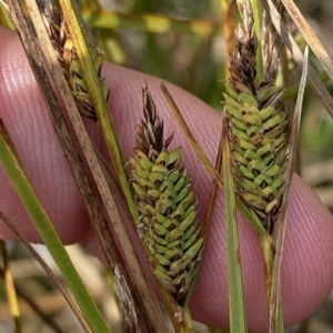 Carex gaudichaudiana at Cotter River, ACT - 26 Feb 2023