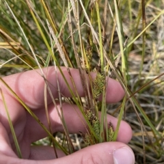 Carex gaudichaudiana at Cotter River, ACT - 26 Feb 2023