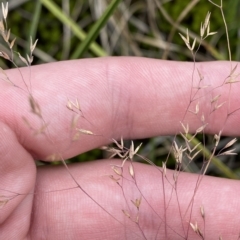 Agrostis sp. (Bentgrass) at Cotter River, ACT - 26 Feb 2023 by Tapirlord