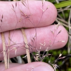 Agrostis sp. at Cotter River, ACT - 26 Feb 2023