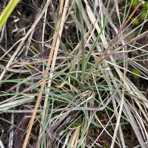 Agrostis sp. at Cotter River, ACT - 26 Feb 2023