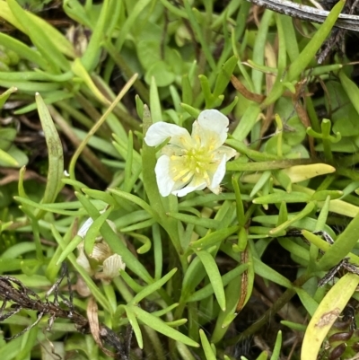 Ranunculus millanii (Dwarf Buttercup) at Cotter River, ACT - 26 Feb 2023 by Tapirlord