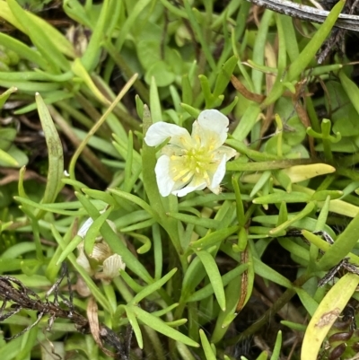 Ranunculus millanii (Dwarf Buttercup) at Namadgi National Park - 26 Feb 2023 by Tapirlord