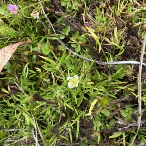 Ranunculus millanii at Cotter River, ACT - 26 Feb 2023 12:12 PM