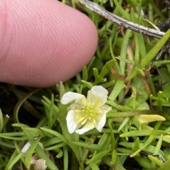 Ranunculus millanii at Cotter River, ACT - 26 Feb 2023 12:12 PM