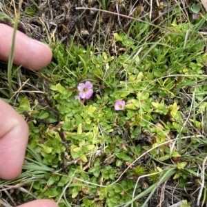 Gratiola nana at Cotter River, ACT - 26 Feb 2023 12:11 PM