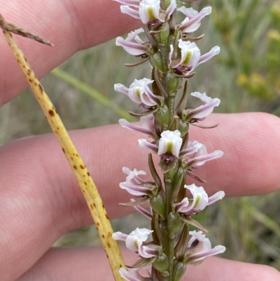 Prasophyllum venustum (Charming leek orchid) at Namadgi National Park - 26 Feb 2023 by Tapirlord