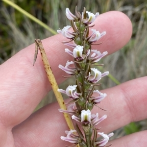 Prasophyllum venustum at Cotter River, ACT - 26 Feb 2023