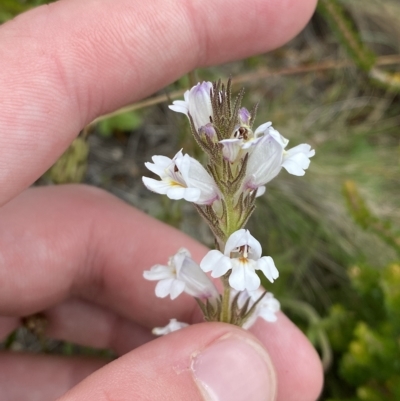 Euphrasia caudata (Tailed Eyebright) at Cotter River, ACT - 26 Feb 2023 by Tapirlord